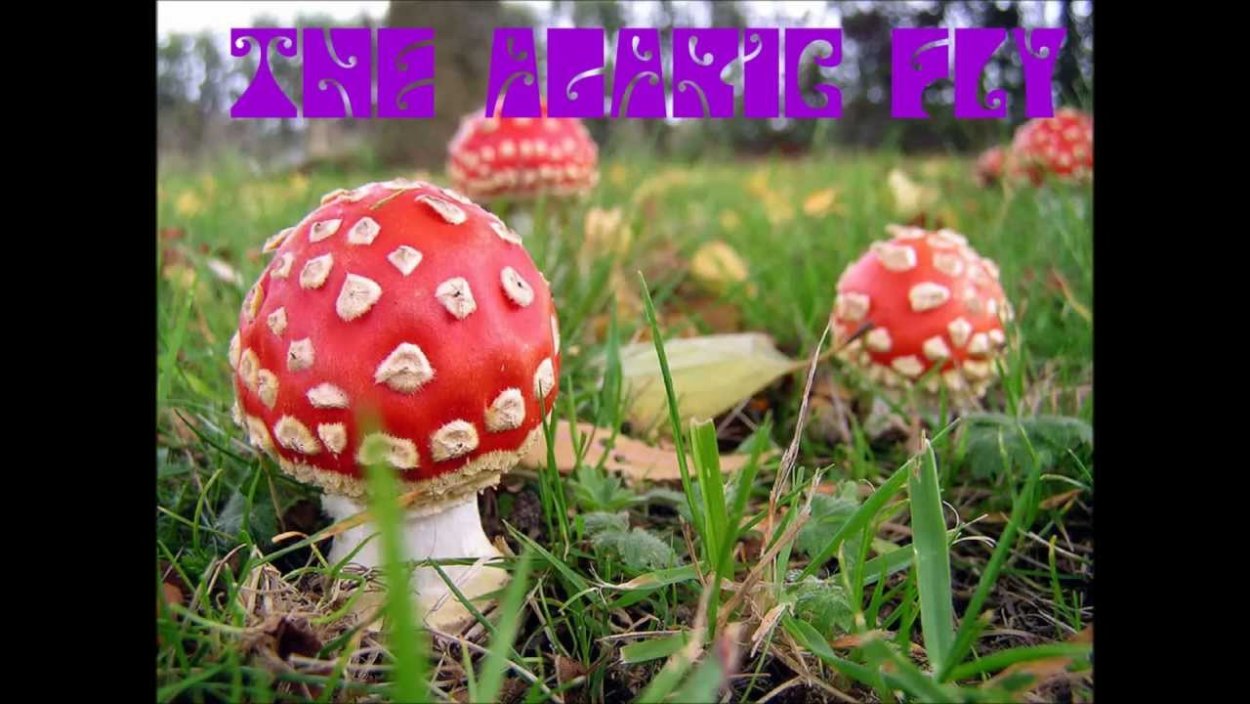 Надпись мухоморы