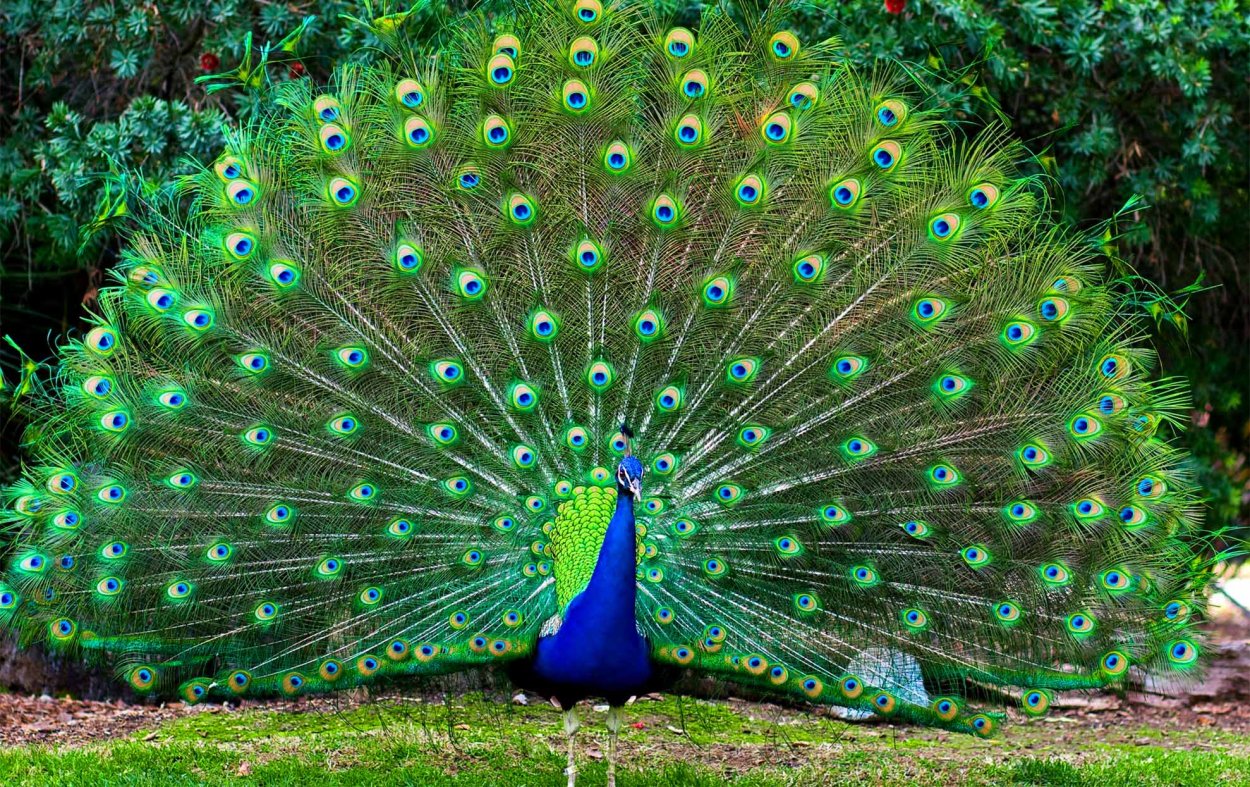 Обыкновенный Павлин Черноплечий