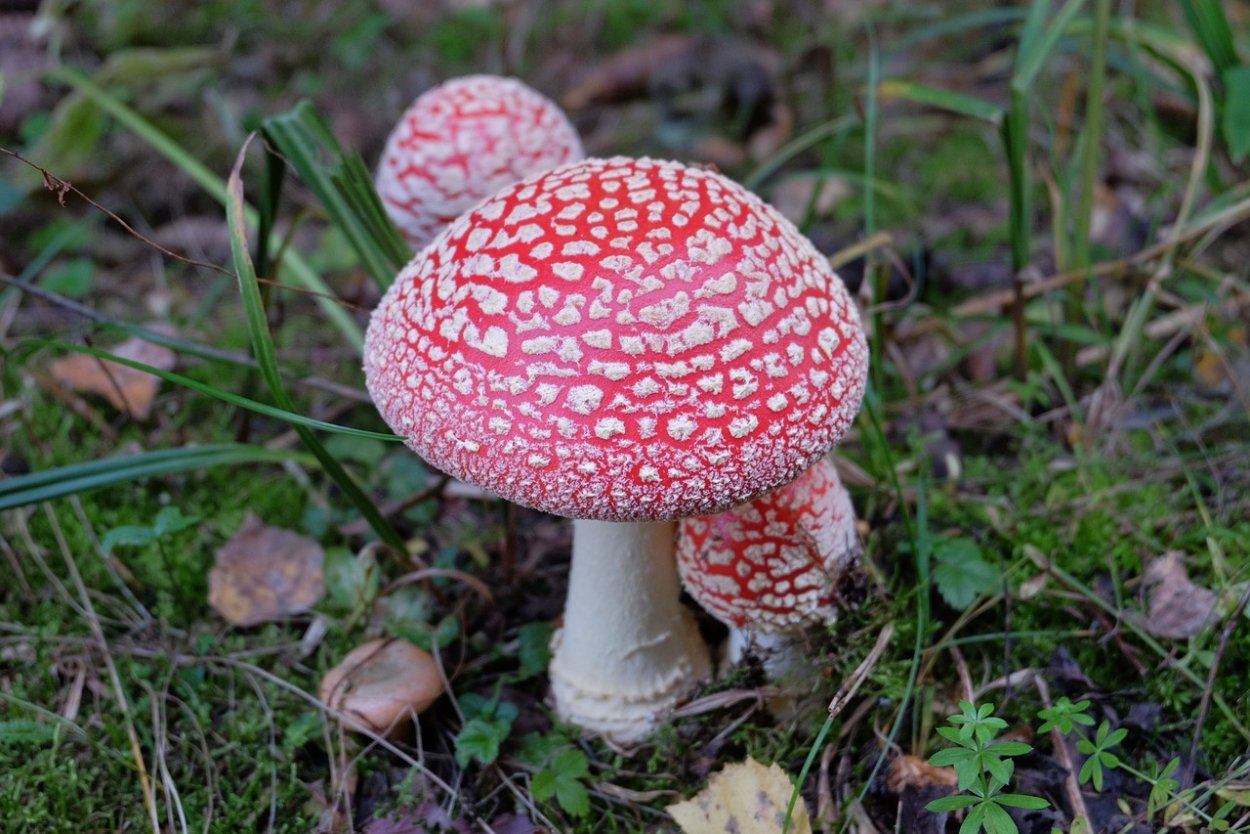 Agaricus muscarius — красный мухомор