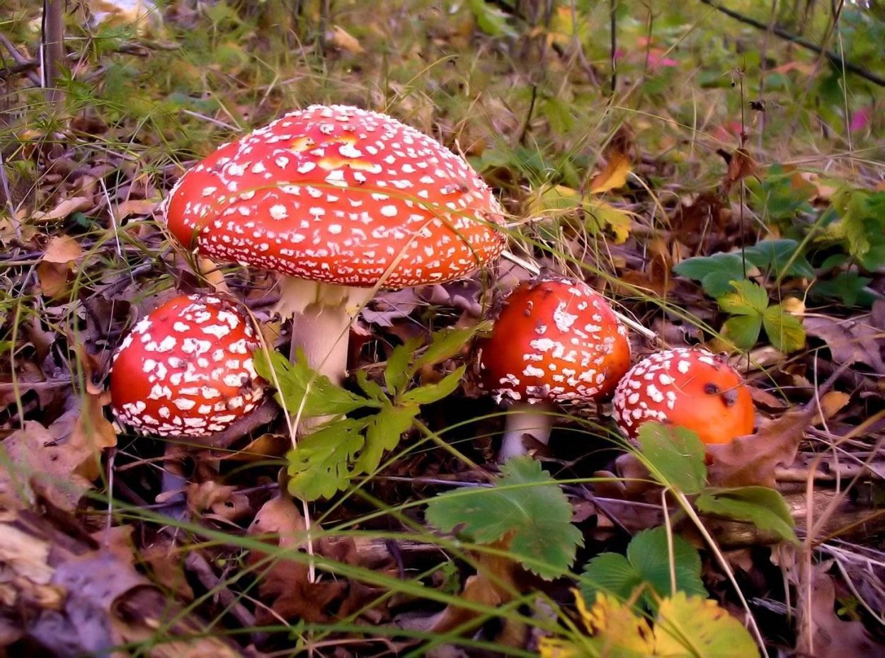 Несъедобные грибы Вологодской области