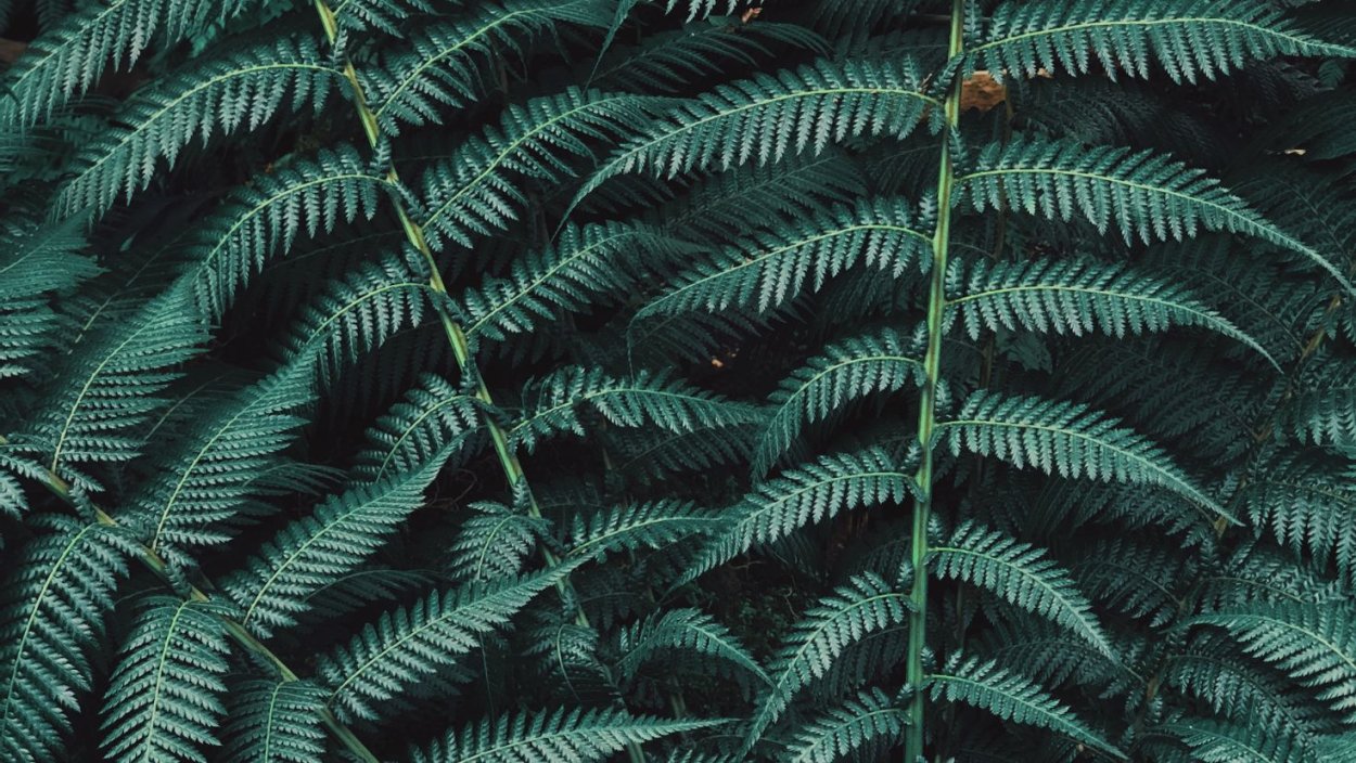 Лиановидный папоротник