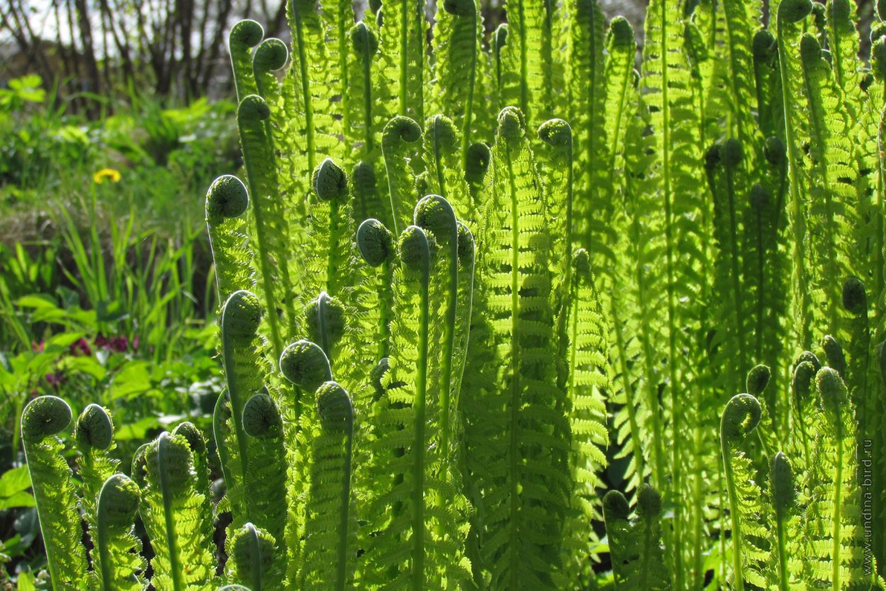 Папоротник страусник обыкновенный