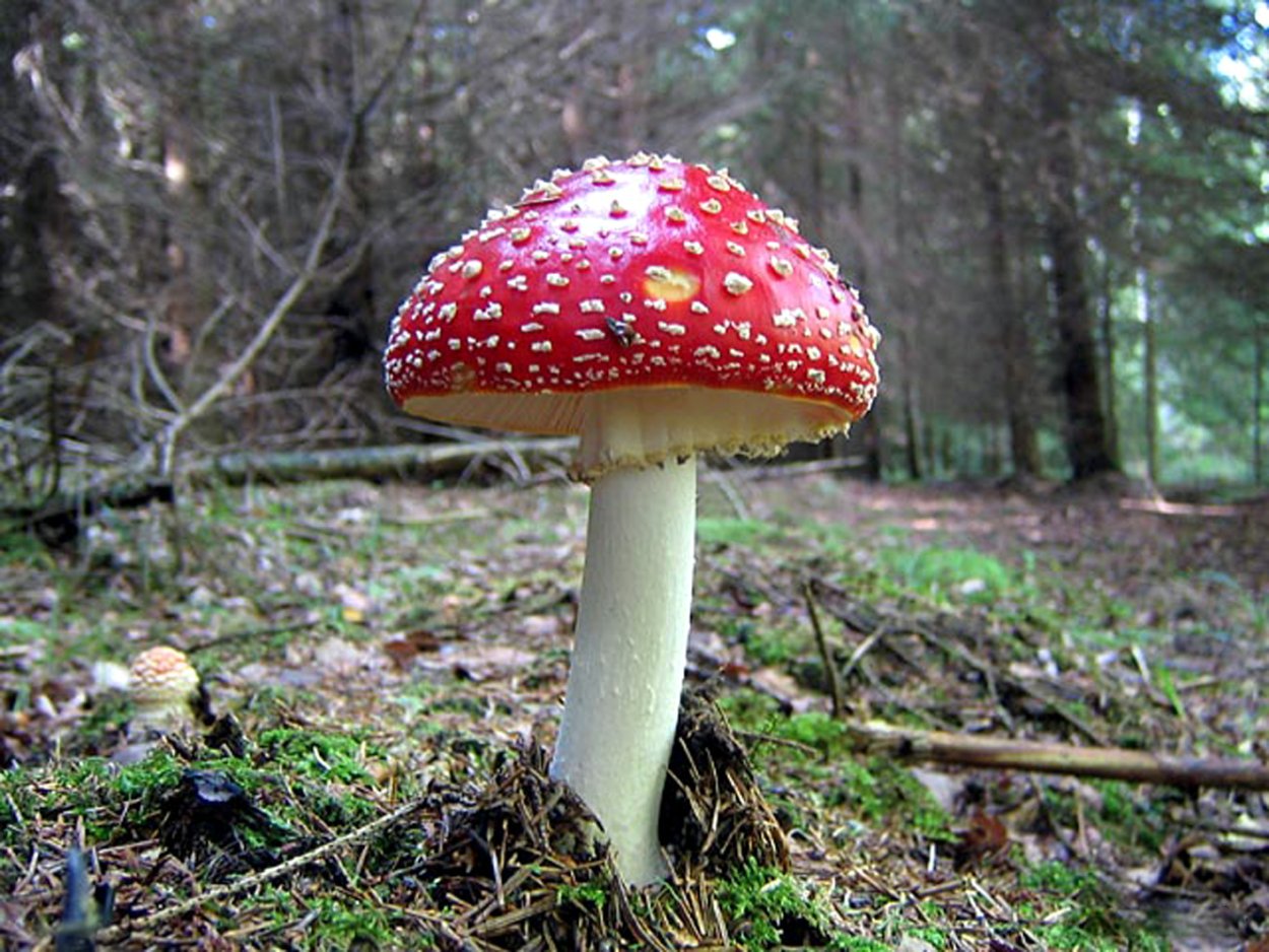 Мухомор красный ядовитый гриб