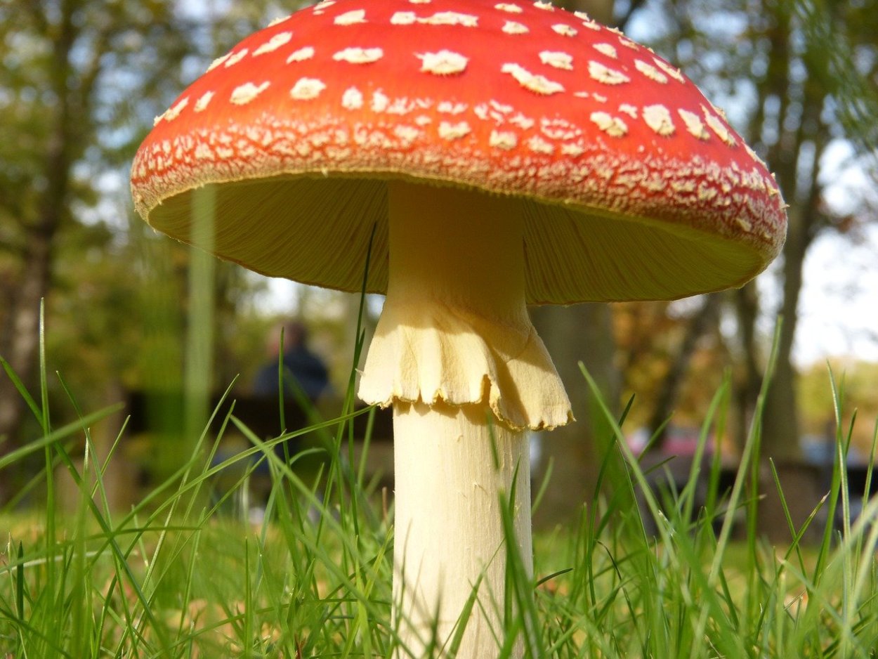 Шляпочные мухомор