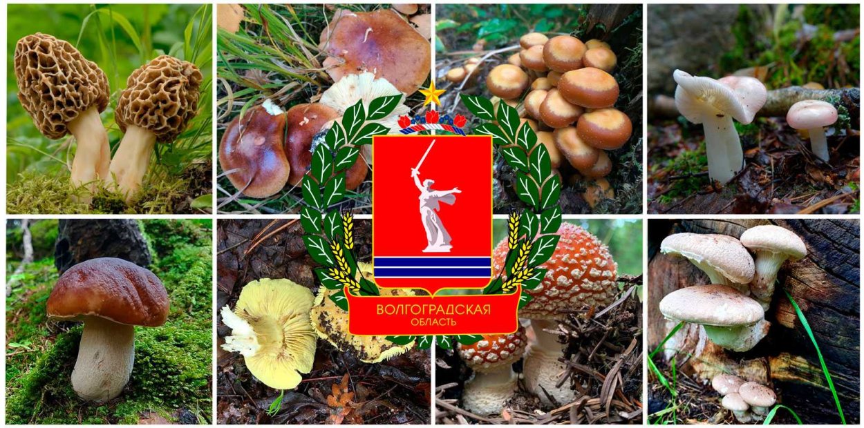 Грибы Волгоградской области съедобные и несъедобные