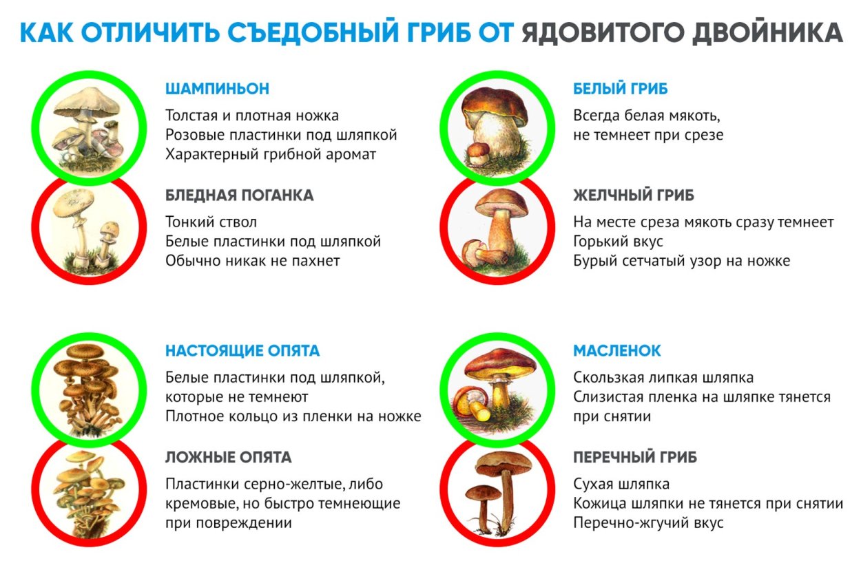 Памятка грибника съедобные несъедобные грибы