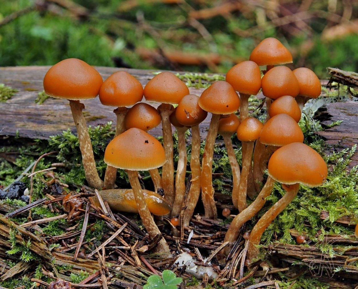 Ложный опенок Галерина окаймленная