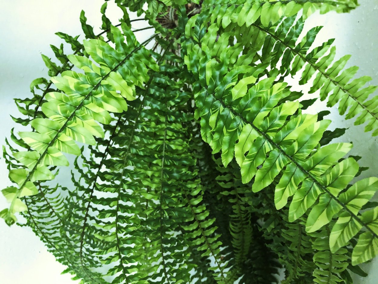 Нефролепис Уитмана