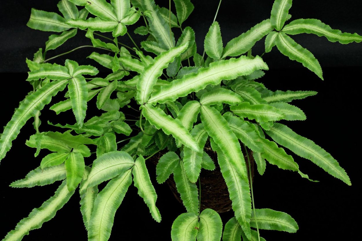 Птерис Критский