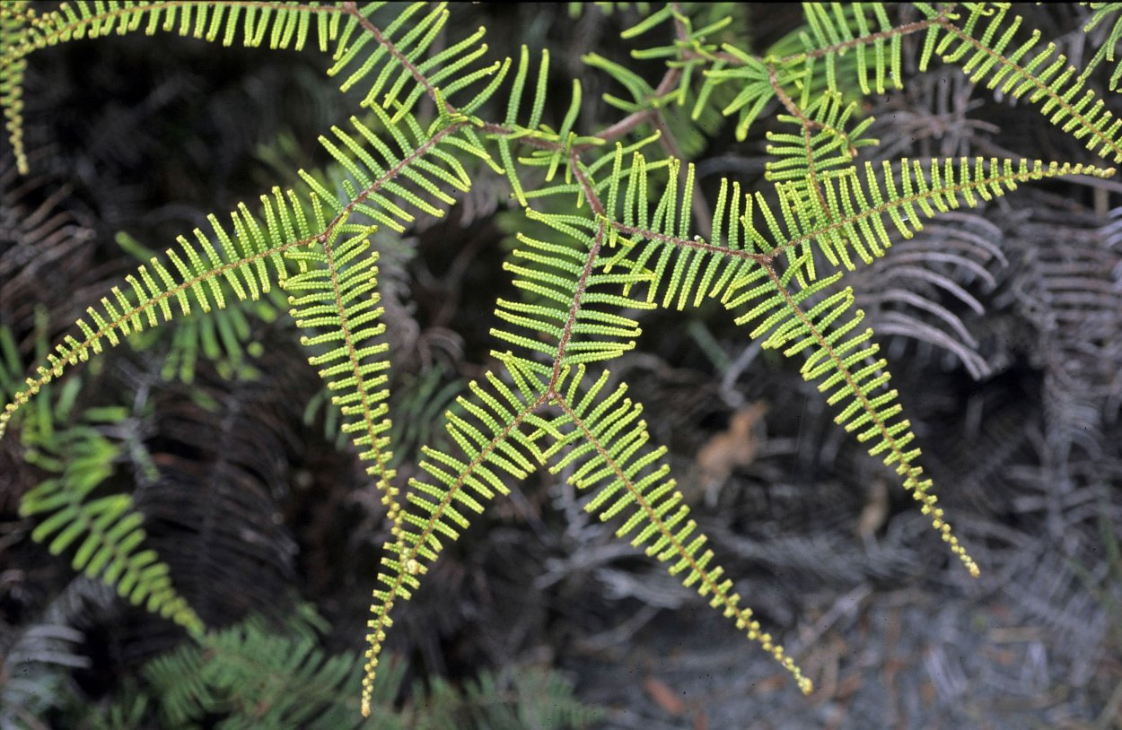 Глейхения мелколистная