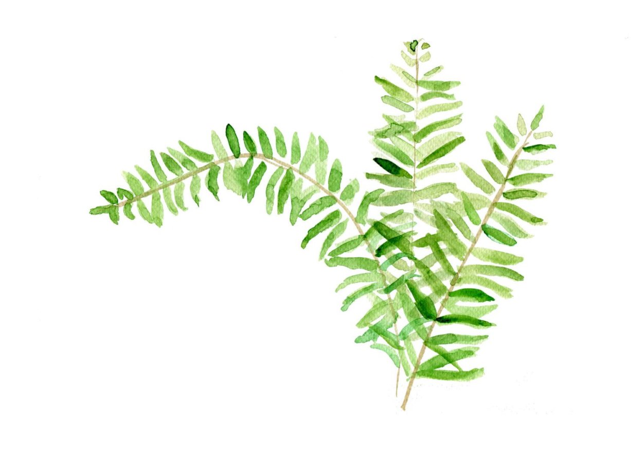 Папоротник на белом фоне