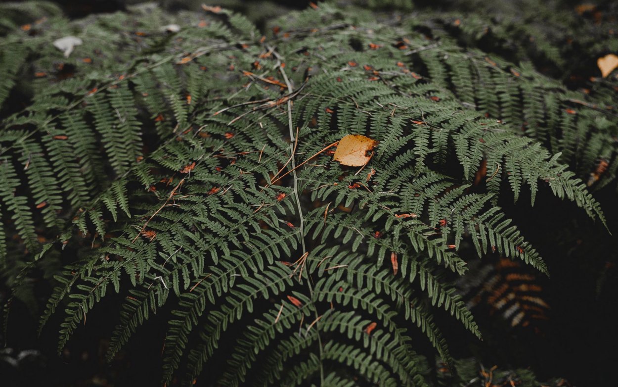 Папоротник беличьи лапки