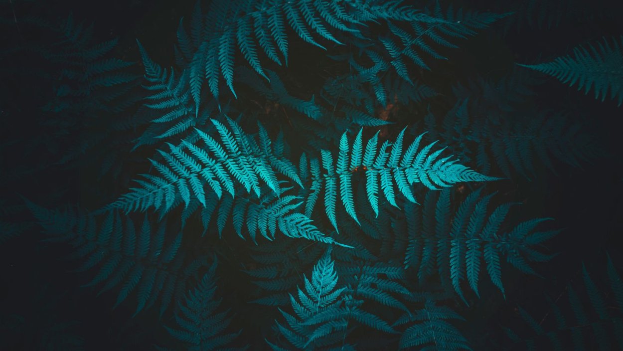 Pogrebnoj-Alexandroff папоротник