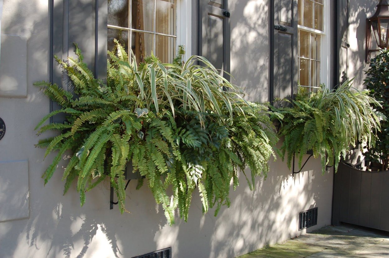 Озеленение террас нефролепис