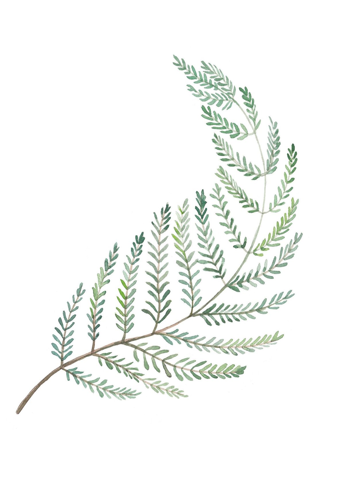 Ветка папоротника