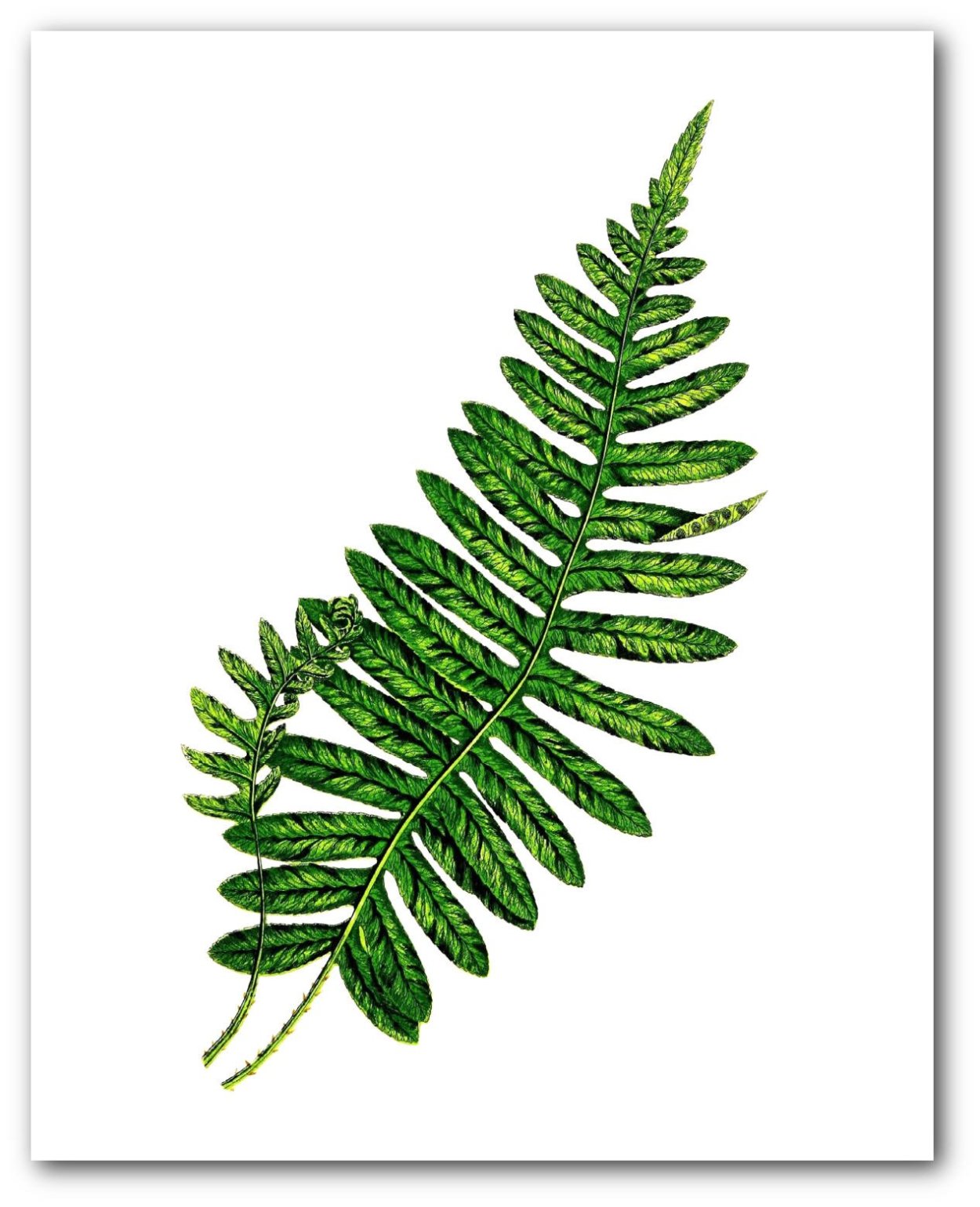 Папоротник церопегию