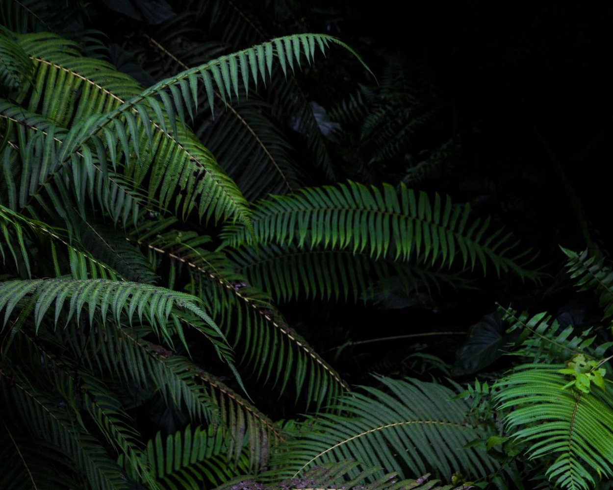 Папоротник темный