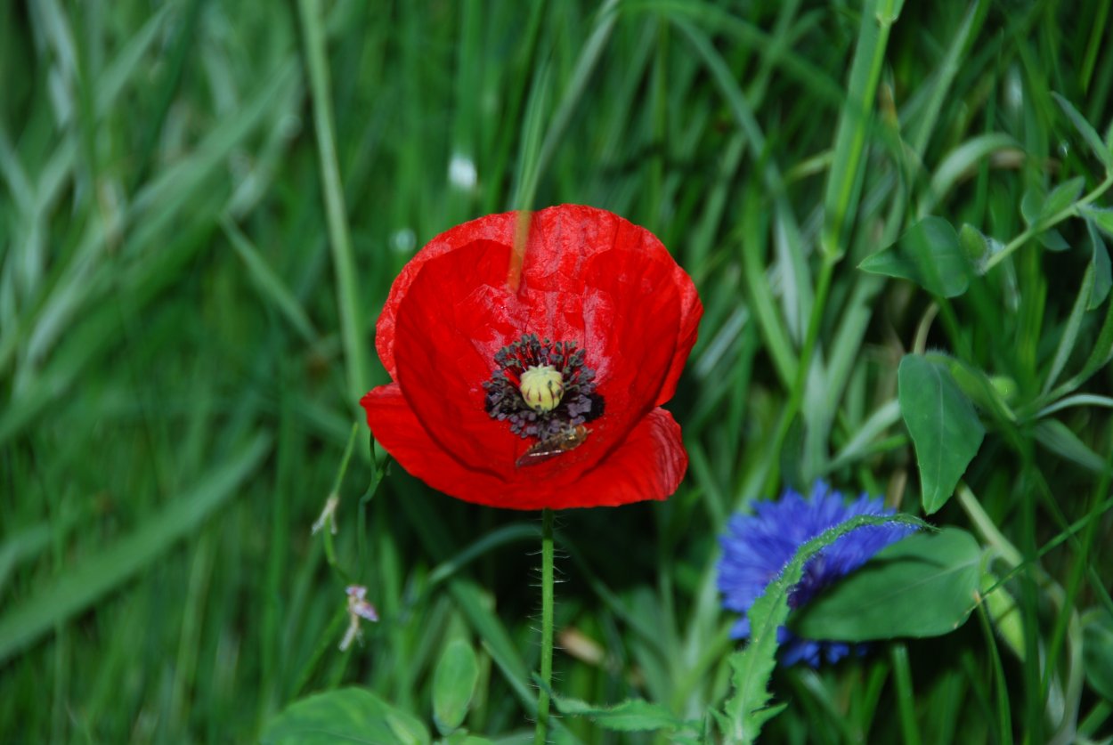 Луговые цветы Мак