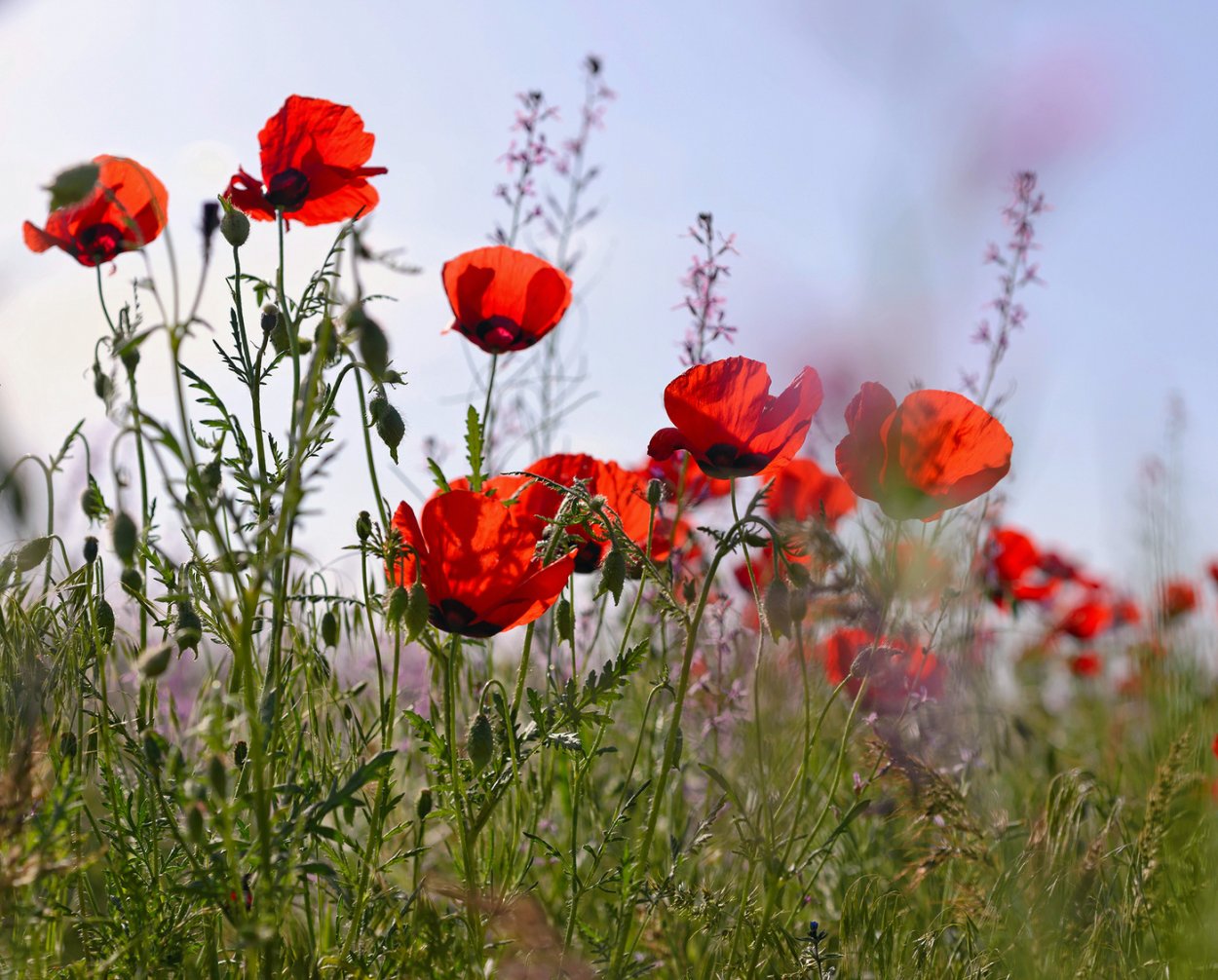 Мак полевой (Мак-самосейка