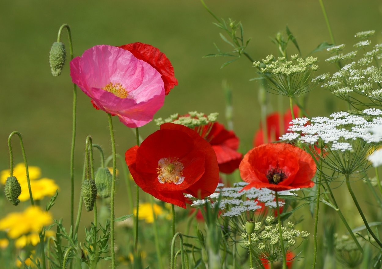 Мак Луговой