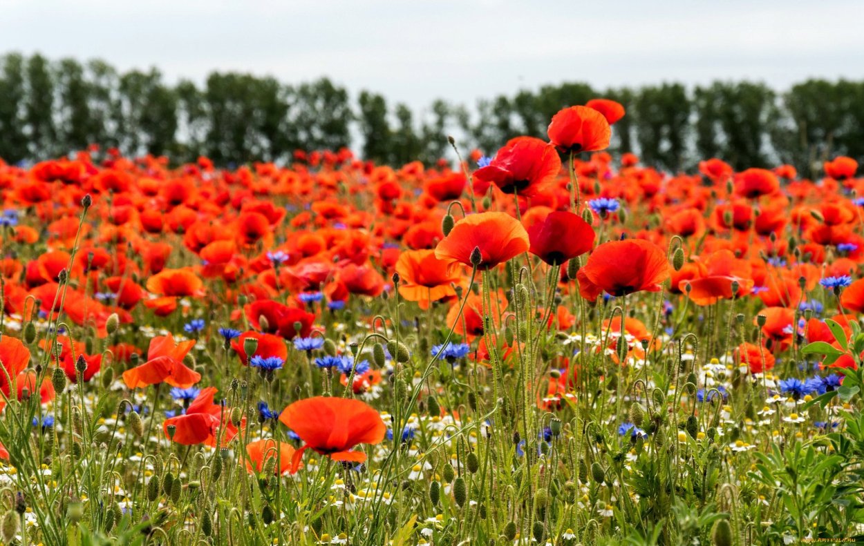 Маковая Поляна Польша