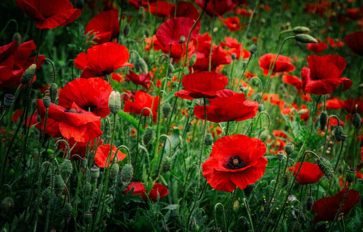 Мак Луговой