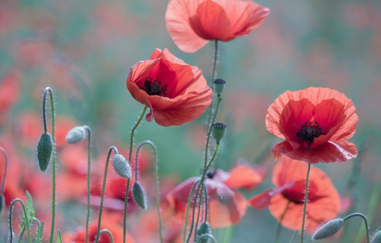 Маки Скосана