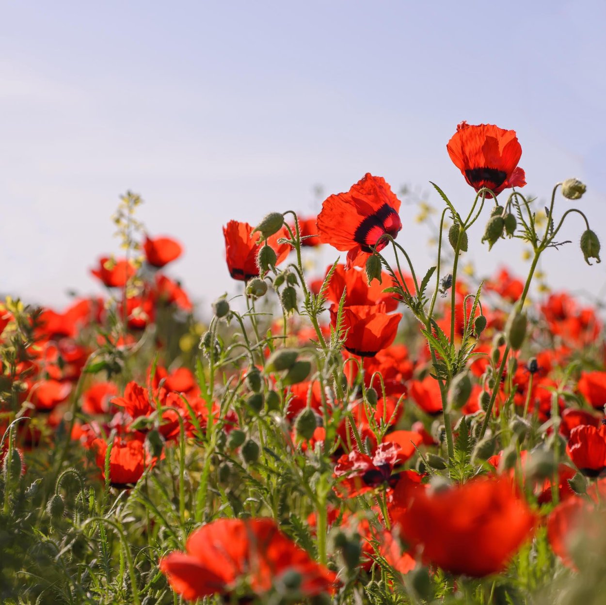 Мак красный полевой