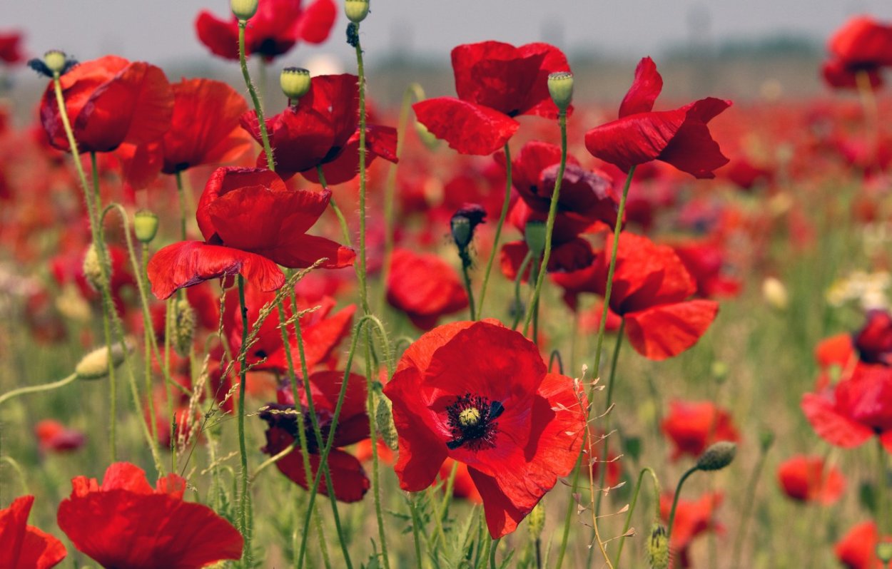 Мак полевой (Мак-самосейка