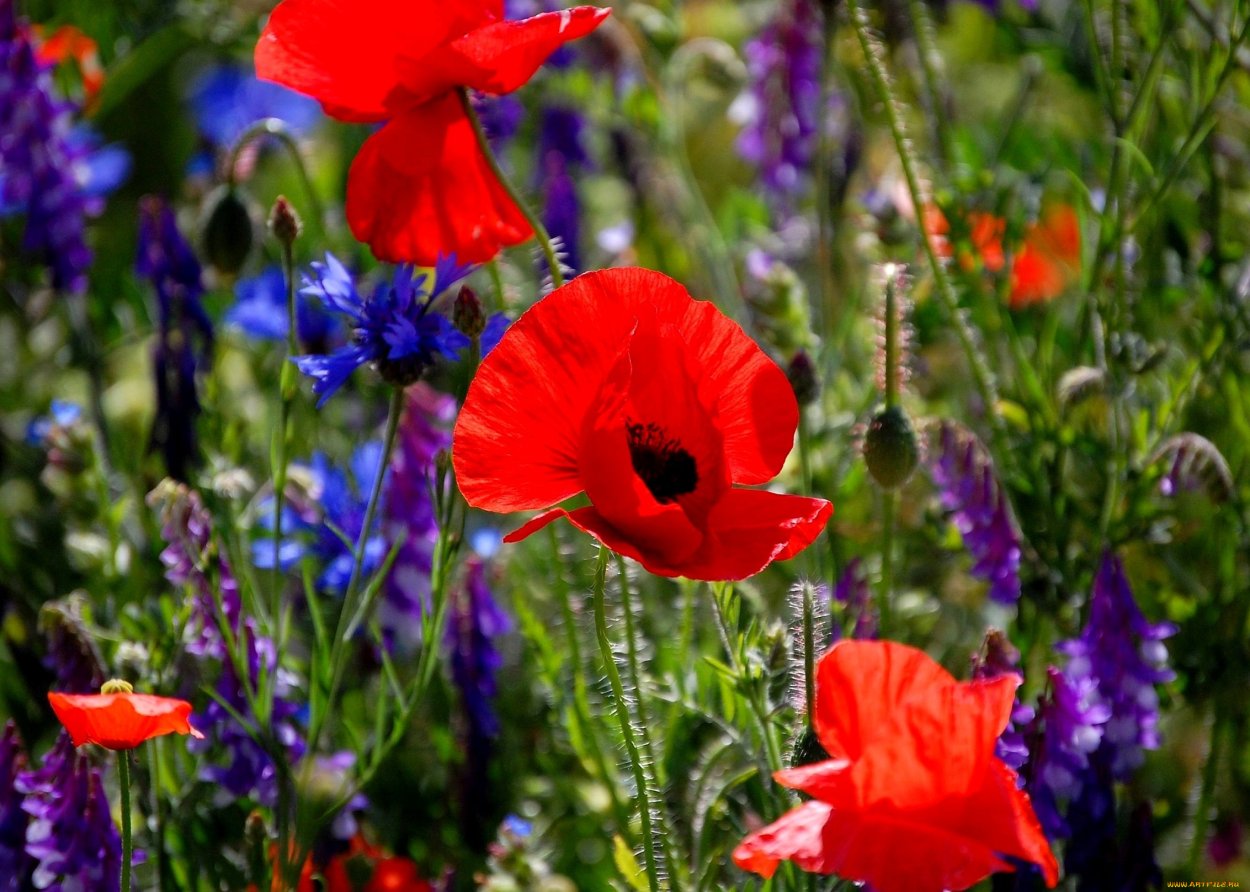 Полевые цветы маки