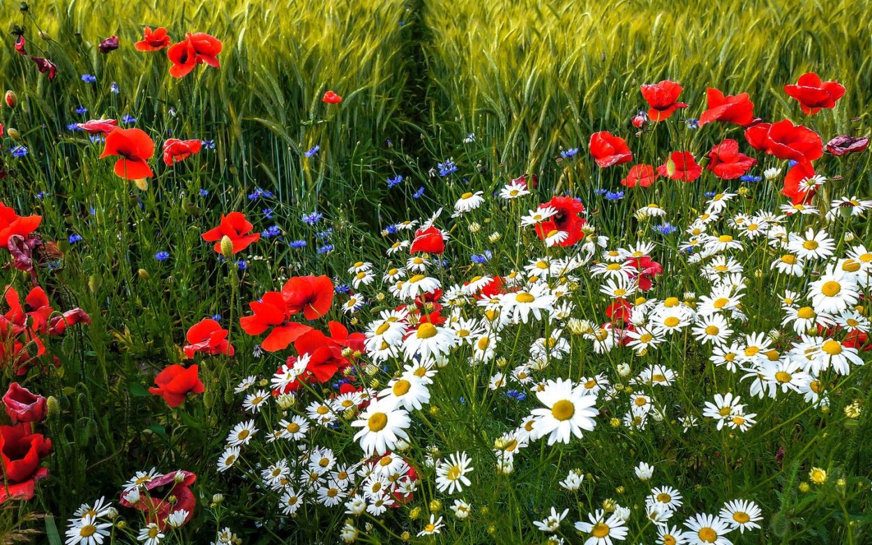 Летние полевые цветы