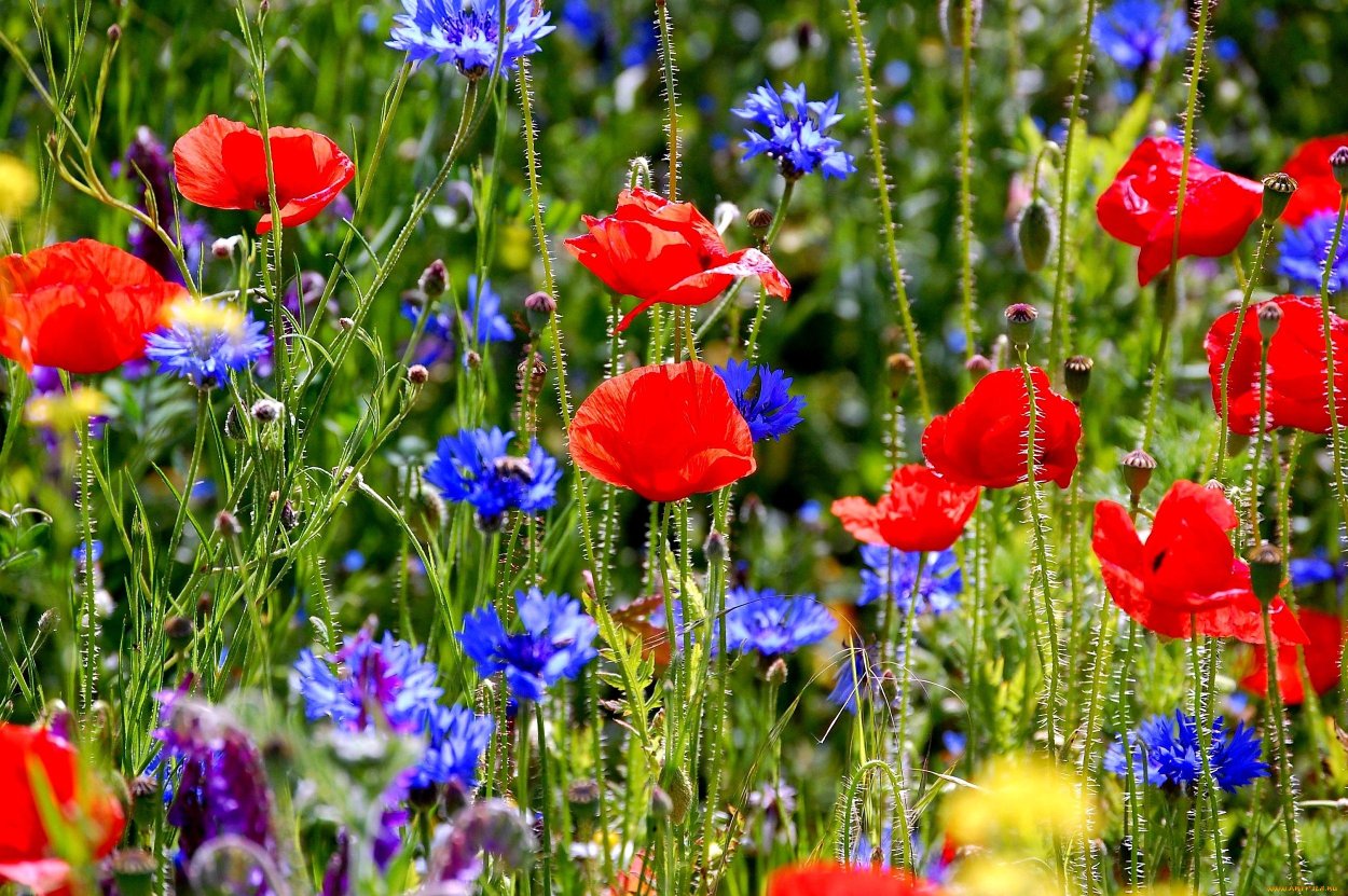Мак Василек Лютик Незабудка