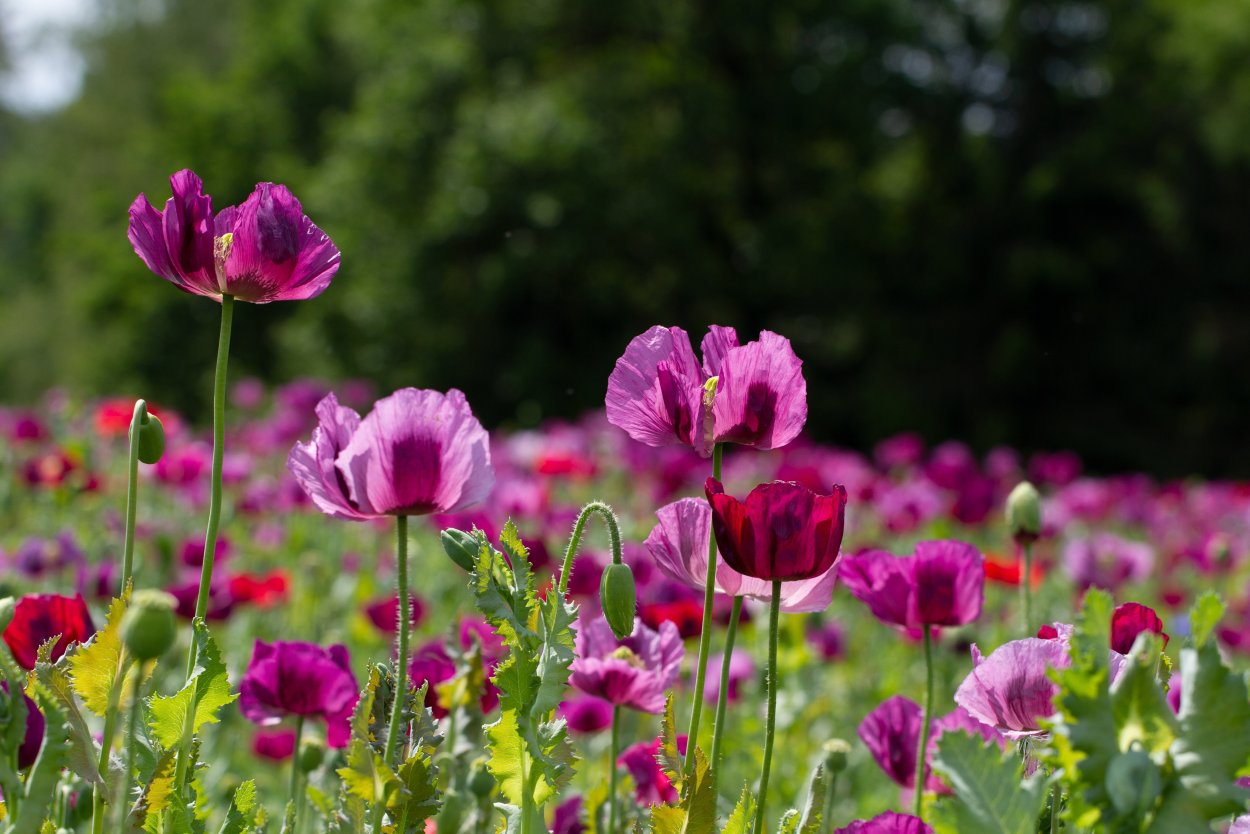 Полевой Мак фиолетовый