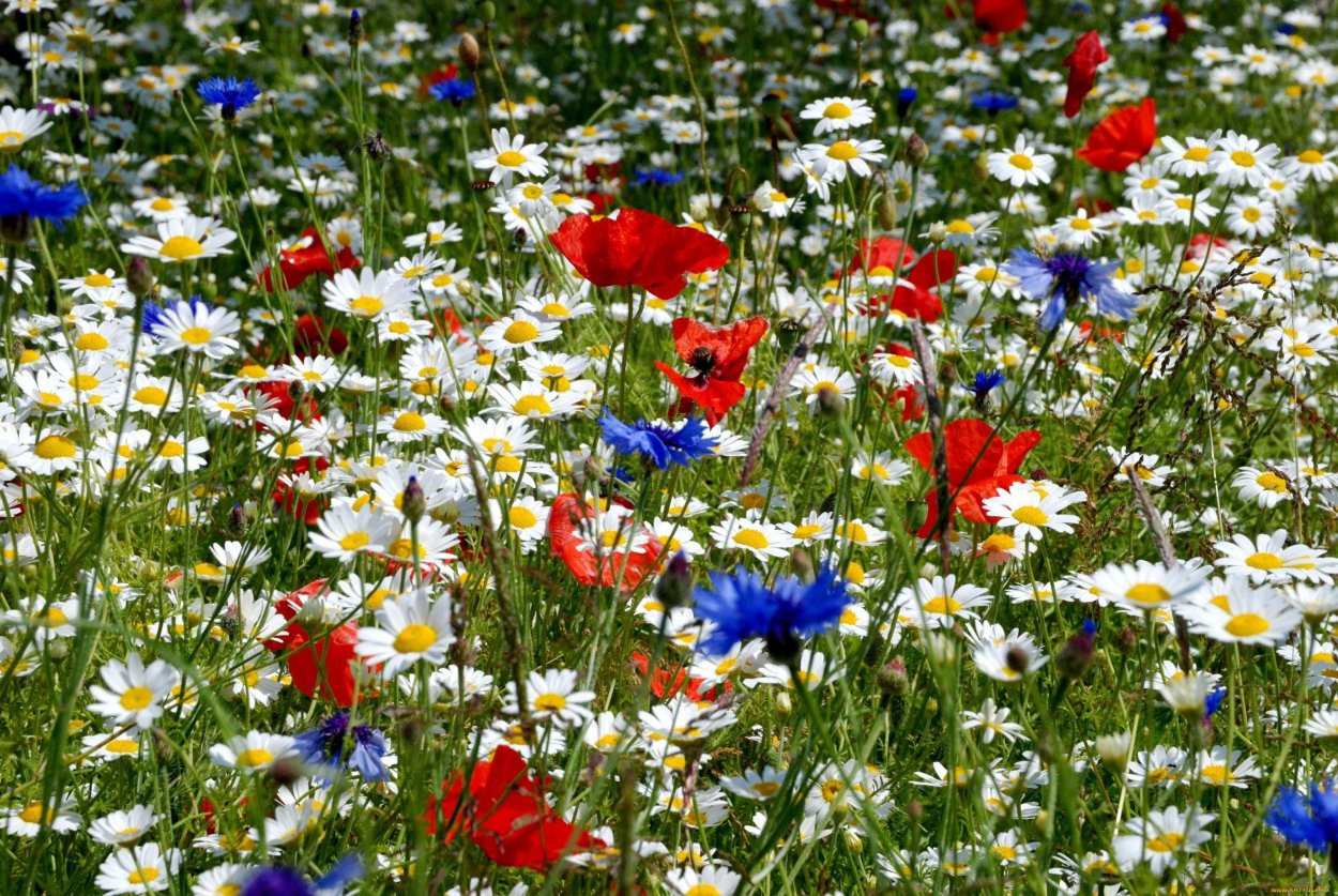 Маковое поле