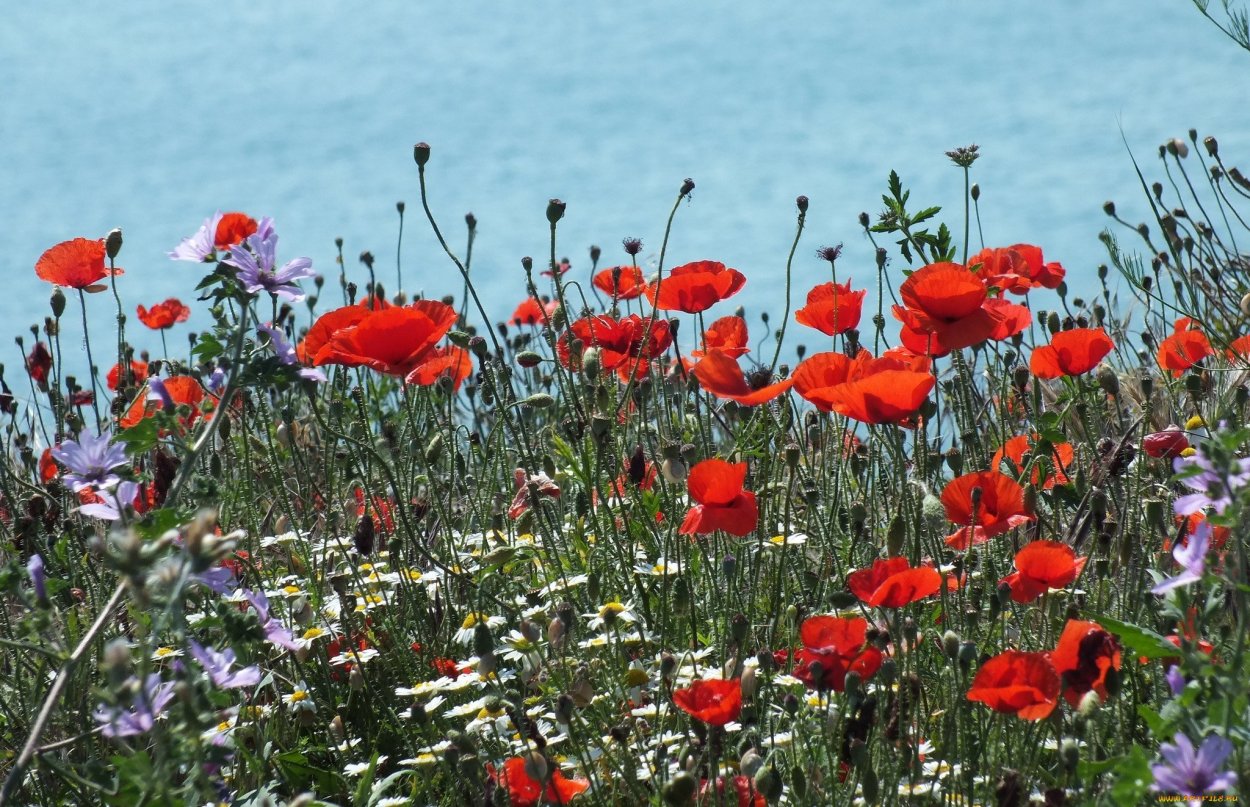 Мавританский газон Альпийский луг