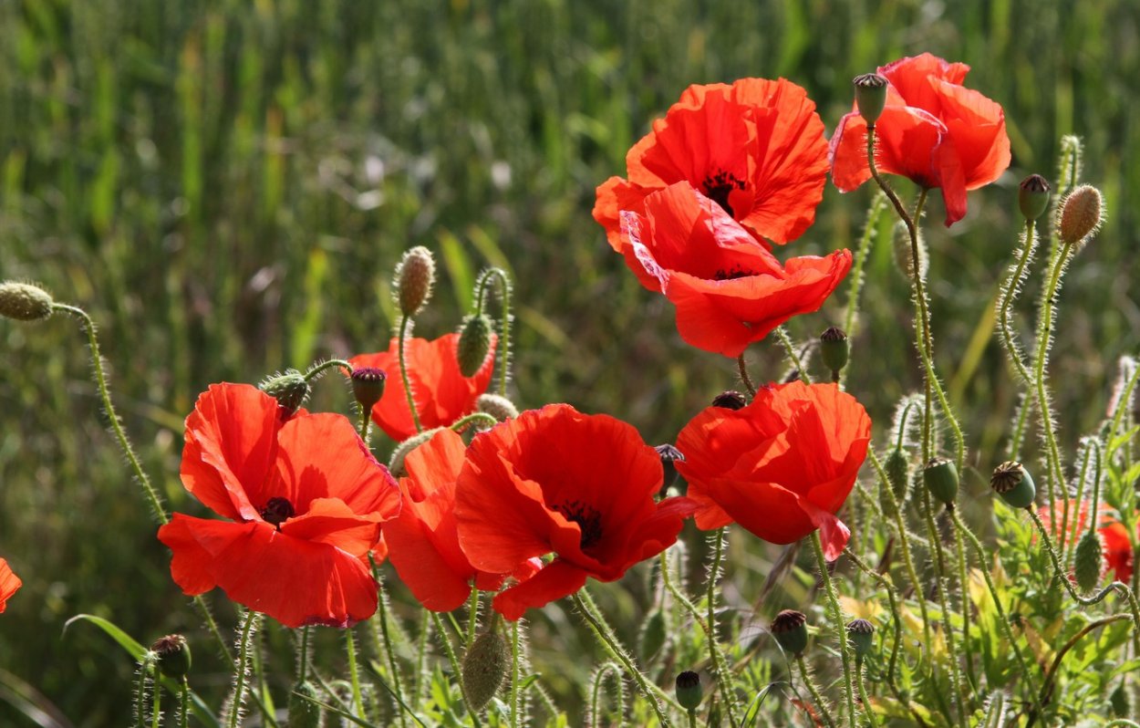 Пшеничное поле с маками и васильками
