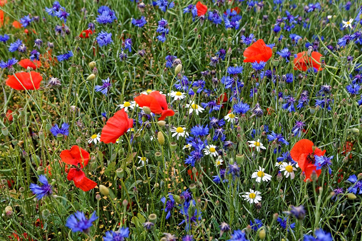 Поле с маками и васильками