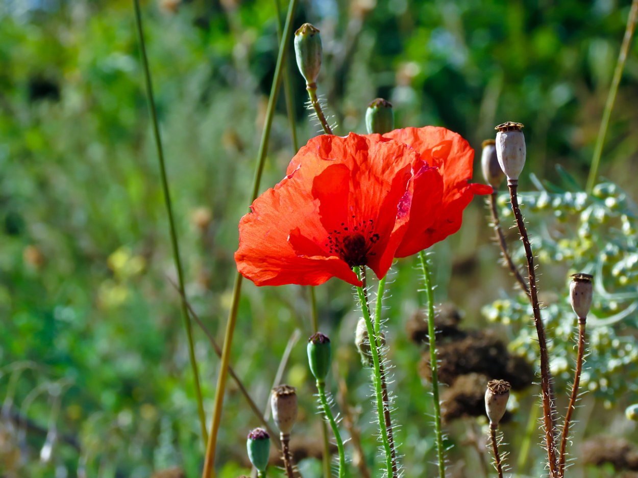 Мак Луговой