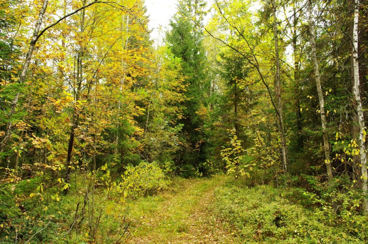 Красивый лес средней полосы России