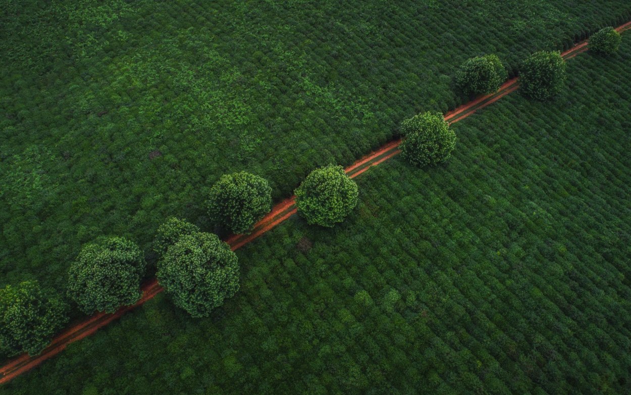 Поле вид сверху