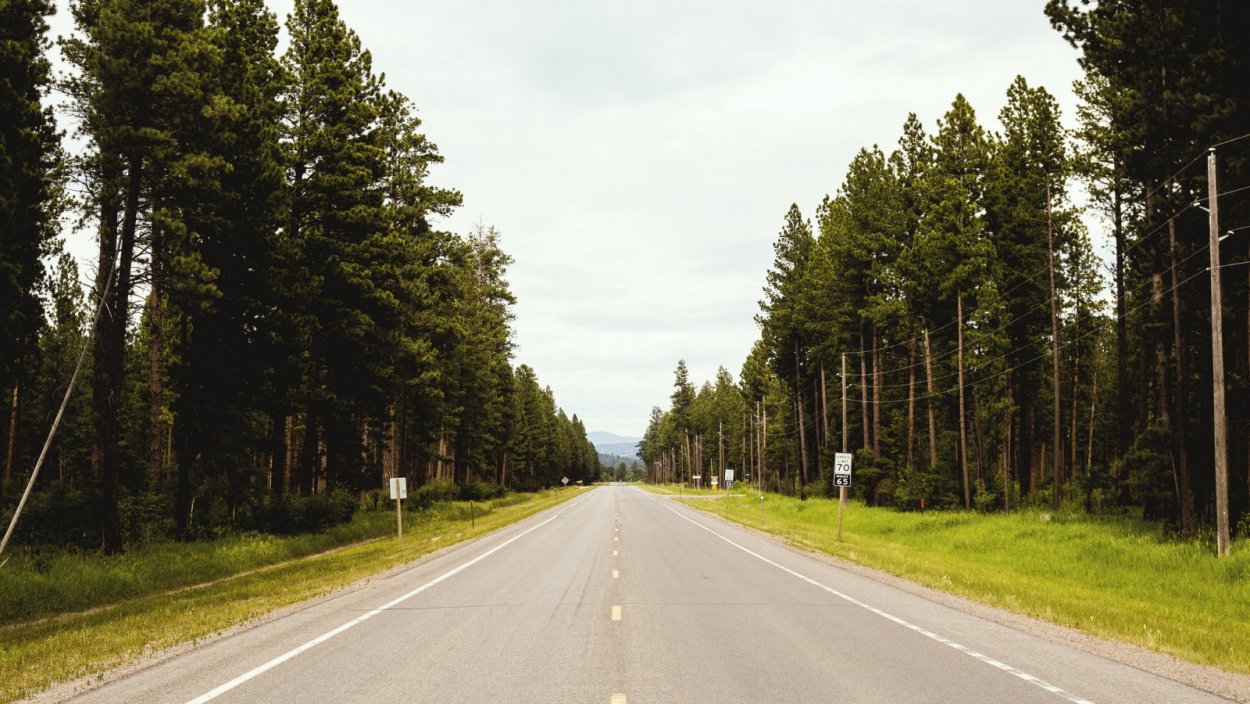 Сухой лес вдоль Минского ш.