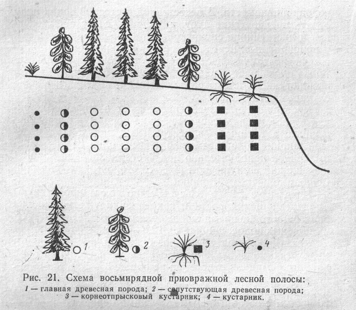 Прибалочные Лесные полосы схема