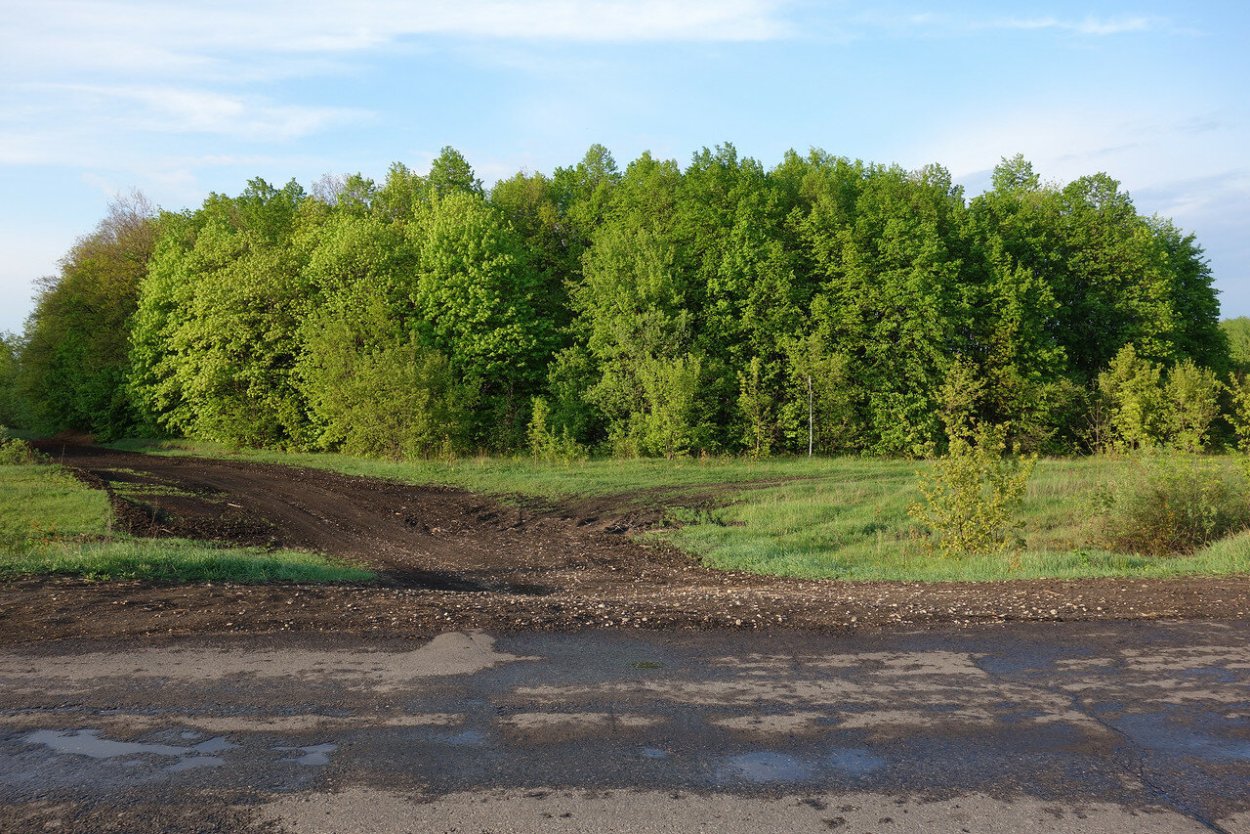 Государственная защитная лесополоса белая Калитва Пенза