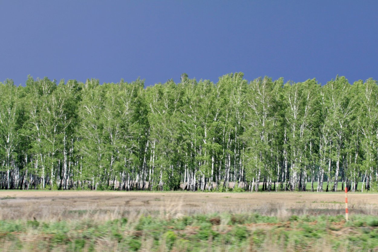 Природа Волгоградской области лесополоса