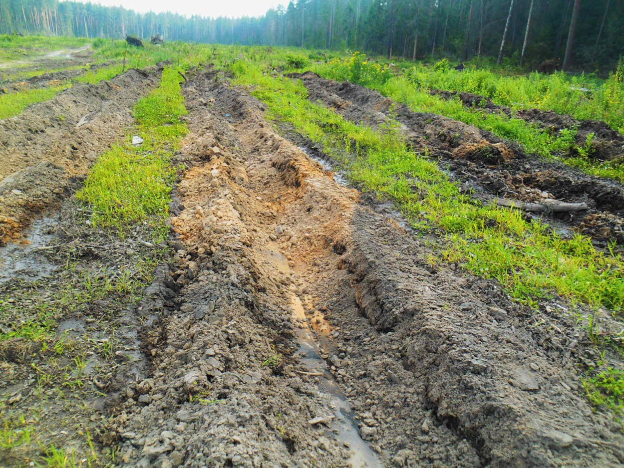 Подготовка почвы под Лесные культуры