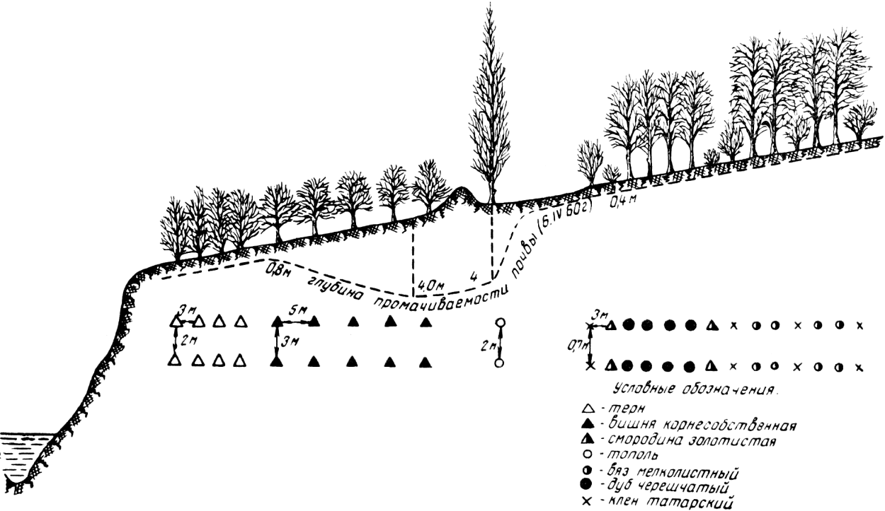 Схема посадки лесных насаждений