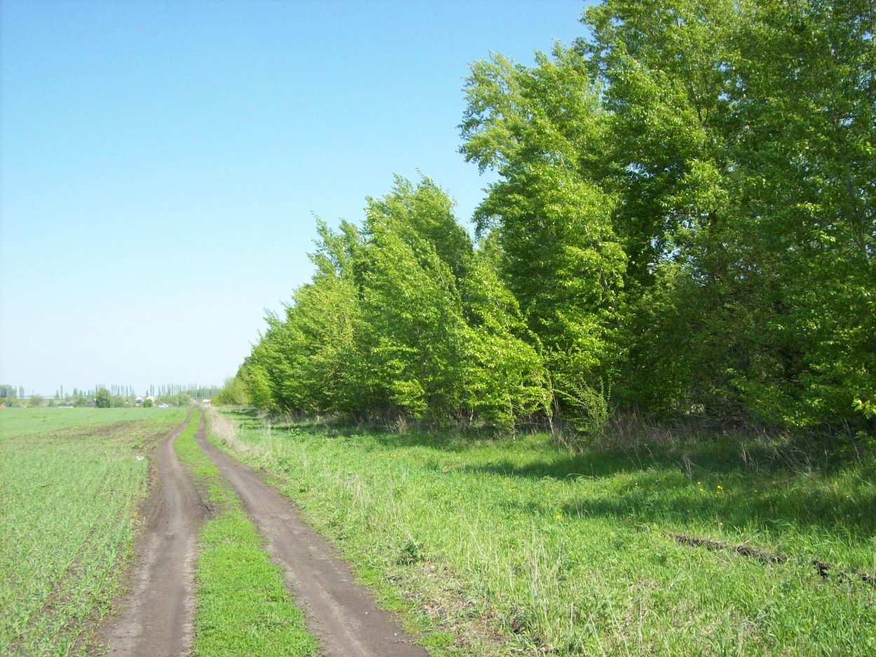 Виды лесных полос