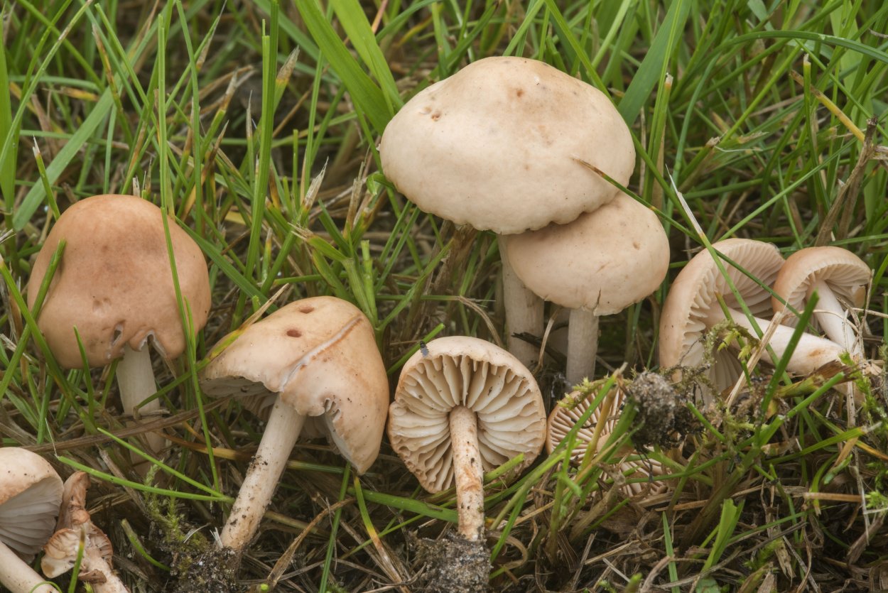 Негниючник Луговой съедобный