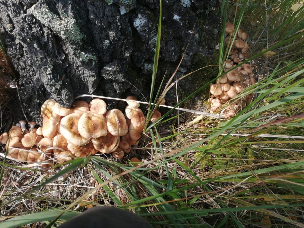 Опята Ставропольского края