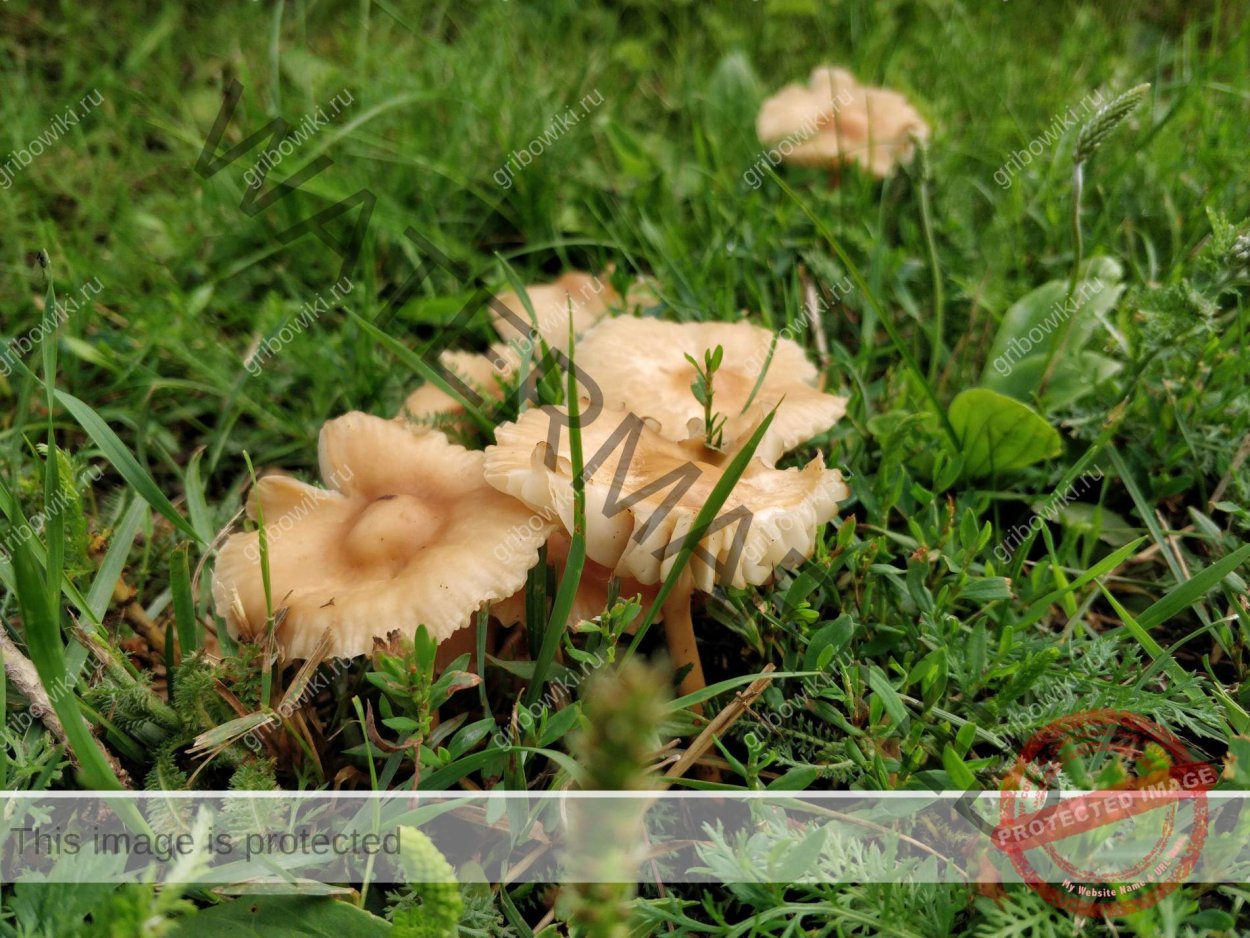 Опята осенние земляные